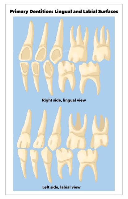 Anatomy, Head and Neck, Primary Dentition.